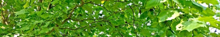 Counting on Nature in and around Holt in 2025