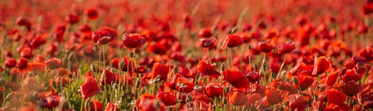 Evensong, Remembrance Sunday 9 November 2025 at 5pm