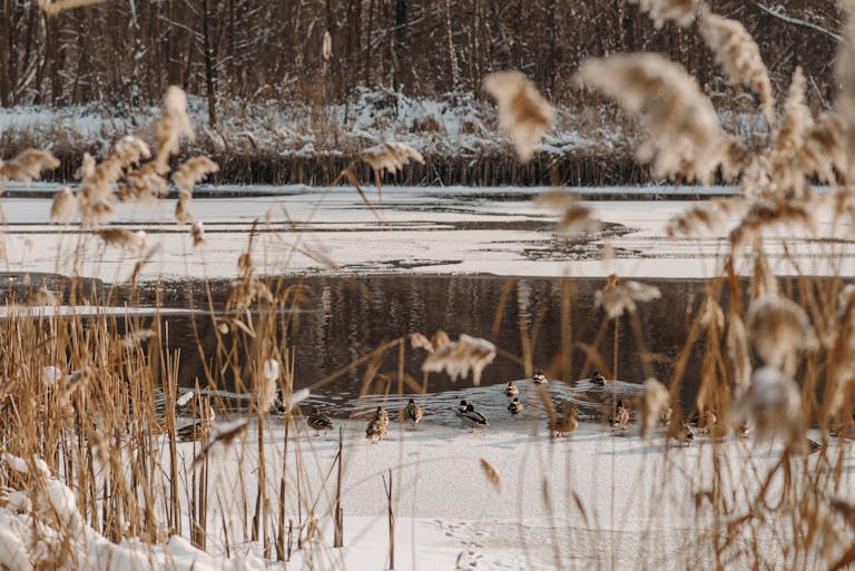 A serene winter scene with ducks on a partially frozen river surrounded by reeds.