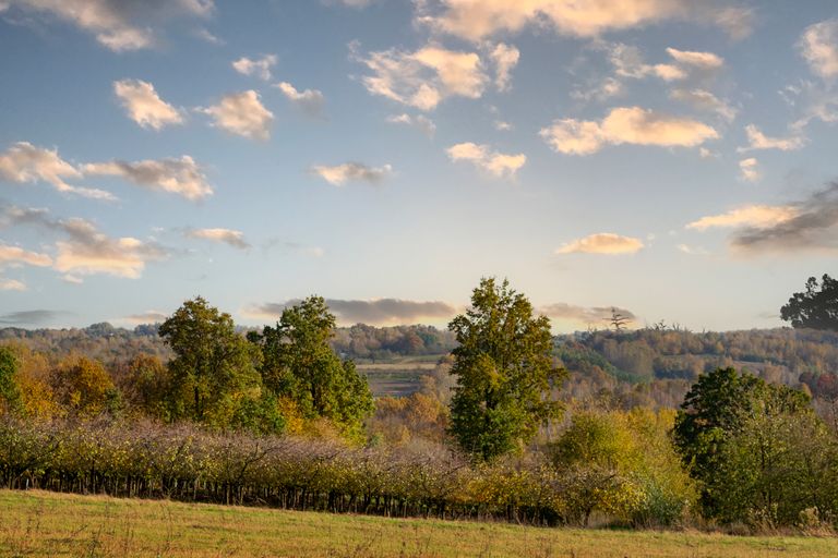 Scenic view of autumn trees under a cloudy sky in Kazimierz Dolny, Poland.